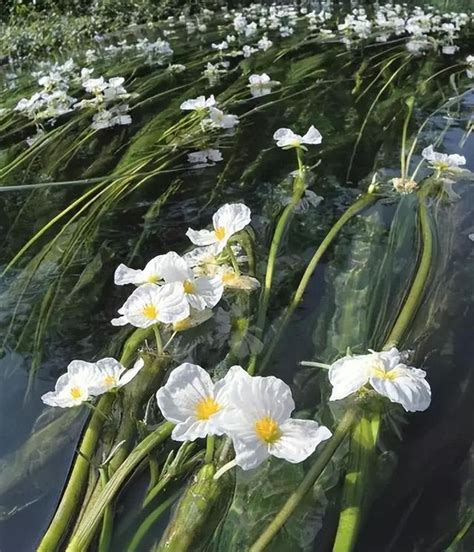 水性楊花植物